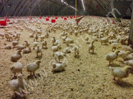 Индюки живым весом. Опт.