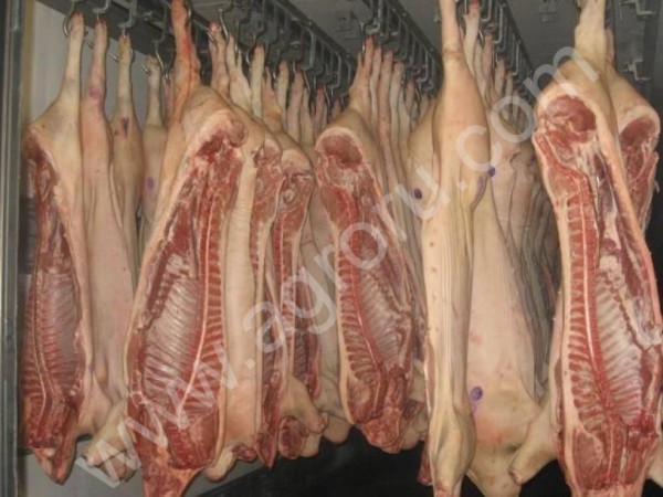 Мясо (свинина) от производителя