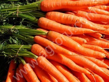 <span>морковь</span> от производителя