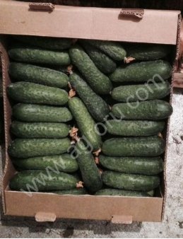 Огурцы тепличные