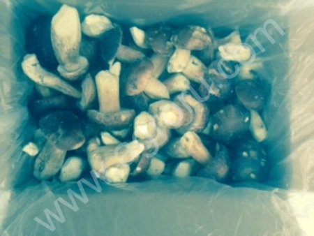 белые грибы,боровики