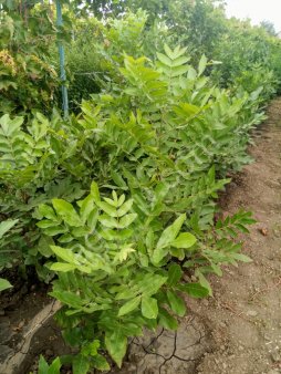 Саженцы плодовых и декоративных растений