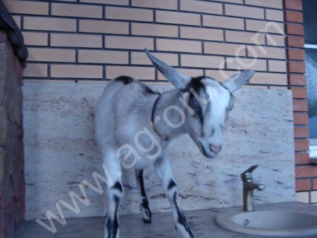 Козочка зааненско нубийская