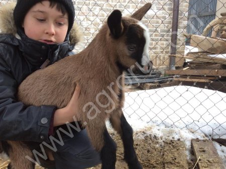 Альпийские козлики с родословной