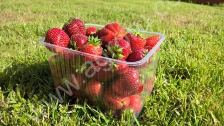 Клубника оптом