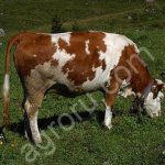 Симменталы телята, бычки