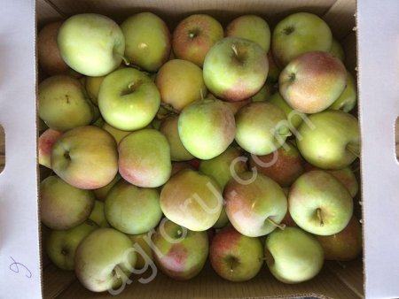 Яблоки от производителя