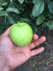 Яблоки от фермера.