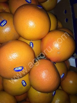 Цитрусы оптом