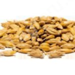 ЗЕРНОВЫЕ КУЛЬТУРЫ