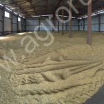 пшеница озимая !