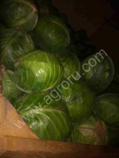 Капуста белокочанная