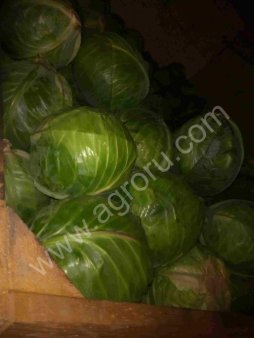 Капуста белокочанная