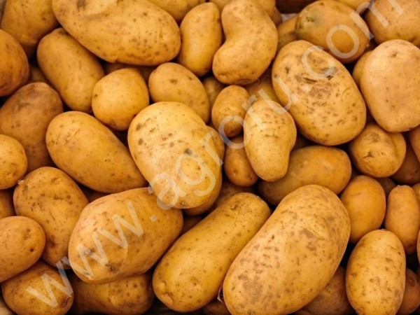 Продовольственный картофель из хозяйства