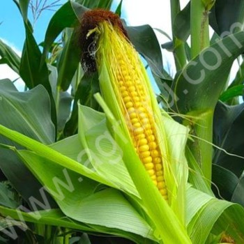 фуражной кукурузы на фоб одесса