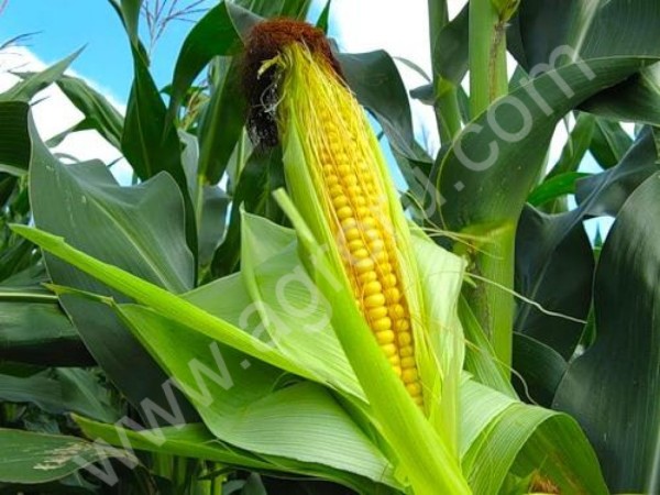 фуражной кукурузы На ФОБ Одесса