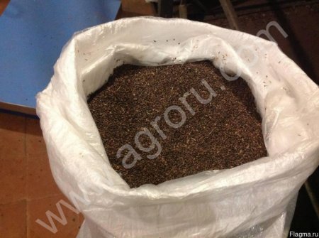 семена сосны ели