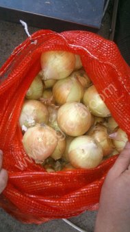 Лук репчатый