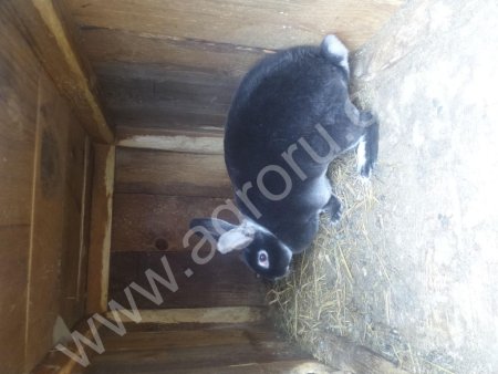 Крольчата РЕКС от 2мес