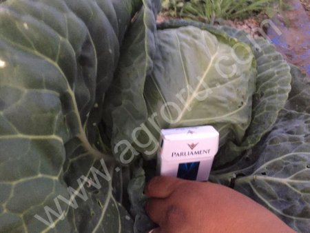 МОЛОДАЯ КАПУСТА