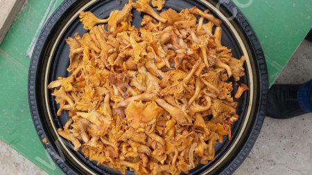 лисичка соленая