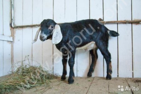 Козы и козлики нубийские