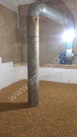 Выборок лука-севка