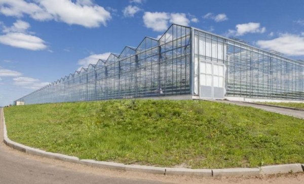 Тепличный бум закончится? -Краткий обзор рынка овощей