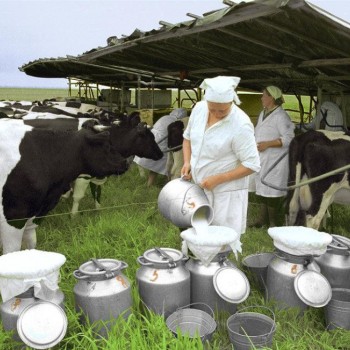 Коровы получат паспорта, - Краткий обзор рынка молока
