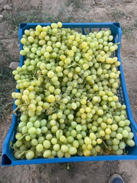 Виноград Кишмиш Супериор без косточек