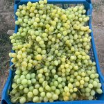 Виноград Кишмиш Супериор без косточек