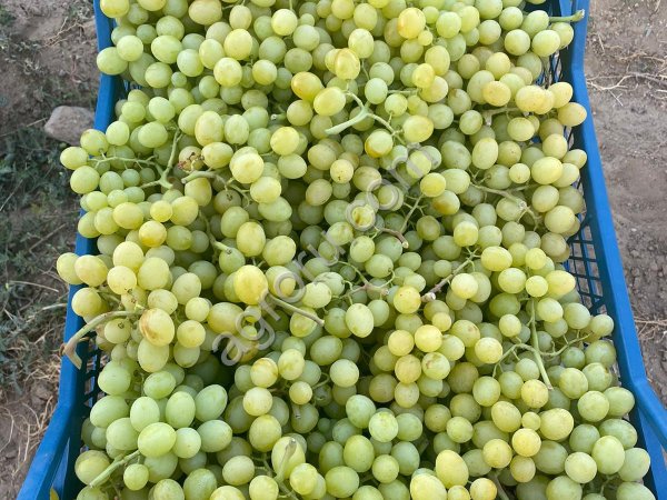Виноград Кишмиш Супериор без косточек