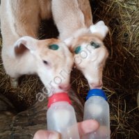 Козы, козлята