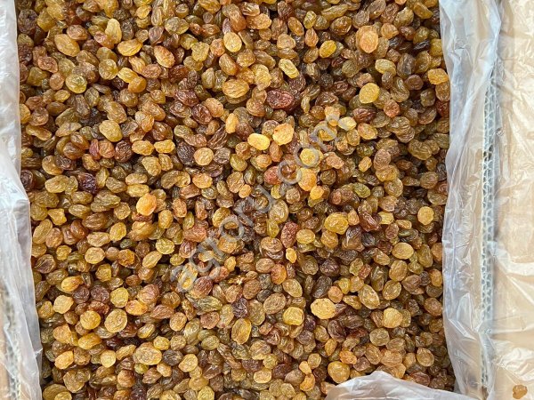 Изюм МАЛАЯР