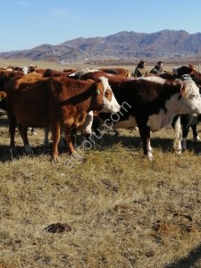 Коровы телки маралы на разведение и убой