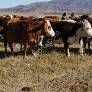 Коровы телки маралы на разведение и убой