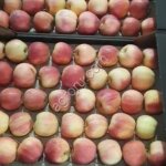 Яблоки. сорт Гала Шнига.
