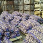 картофель продовольственный