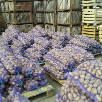 картофель продовольственный