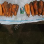 морковь абако