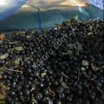 Замороженная черника