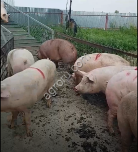 Свиньи, Поросята(оптом)