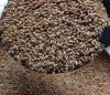 Пшеница фуражная оптом из России / Feed Wheat from Russia | Export