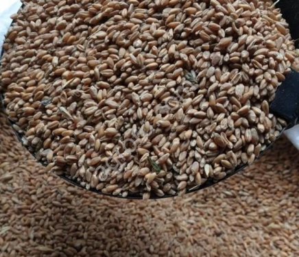 Пшеница фуражная оптом из России / Feed Wheat from Russia | Export