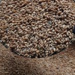 Пшеница фуражная оптом из России / Feed Wheat from Russia | Export