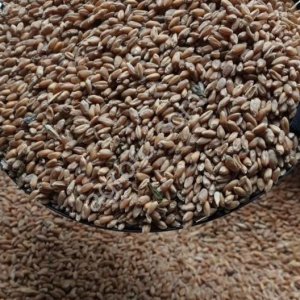 Пшеница фуражная оптом из России / Feed Wheat from Russia | Export
