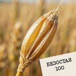 Элитные семена озимой пшеницы Безостая 100 урожай 2026