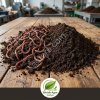 Червь Дендробена (Dendrobaena) оптом от производителя