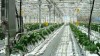 Подкормка растений в теплицах углекислым газом (СО2)