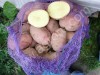 картофеля Белых и Красных сортов Оптом от Производителя, Калибр 5+